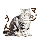 うんこ★リアルな猫（個別スタンプ：37）