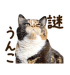 うんこ★リアルな猫（個別スタンプ：38）