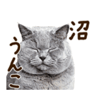 うんこ★リアルな猫（個別スタンプ：39）