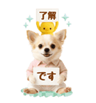 癒しチワワの気軽な敬語スタンプ【BIG】（個別スタンプ：1）