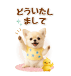 癒しチワワの気軽な敬語スタンプ【BIG】（個別スタンプ：12）