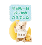 癒しチワワの気軽な敬語スタンプ【BIG】（個別スタンプ：15）