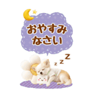 癒しチワワの気軽な敬語スタンプ【BIG】（個別スタンプ：16）
