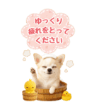 癒しチワワの気軽な敬語スタンプ【BIG】（個別スタンプ：17）