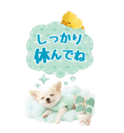 癒しチワワの気軽な敬語スタンプ【BIG】（個別スタンプ：18）