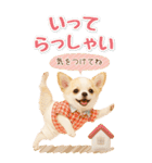 癒しチワワの気軽な敬語スタンプ【BIG】（個別スタンプ：22）