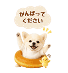 癒しチワワの気軽な敬語スタンプ【BIG】（個別スタンプ：23）
