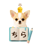 癒しチワワの気軽な敬語スタンプ【BIG】（個別スタンプ：25）