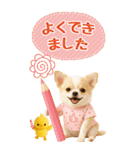 癒しチワワの気軽な敬語スタンプ【BIG】（個別スタンプ：30）