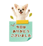 癒しチワワの気軽な敬語スタンプ【BIG】（個別スタンプ：31）