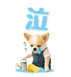 癒しチワワの気軽な敬語スタンプ【BIG】（個別スタンプ：40）