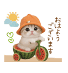 スコティッシュ猫 カラフル帽 夏 敬語（個別スタンプ：1）