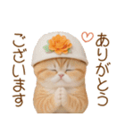 スコティッシュ猫 カラフル帽 夏 敬語（個別スタンプ：8）