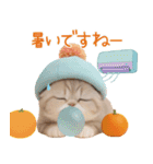 スコティッシュ猫 カラフル帽 夏 敬語（個別スタンプ：17）