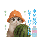 スコティッシュ猫 カラフル帽 夏 敬語（個別スタンプ：19）