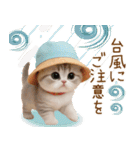 スコティッシュ猫 カラフル帽 夏 敬語（個別スタンプ：20）
