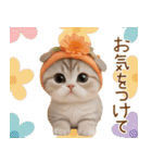 スコティッシュ猫 カラフル帽 夏 敬語（個別スタンプ：30）