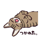 キジトラ猫です（個別スタンプ：3）