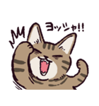 キジトラ猫です（個別スタンプ：5）