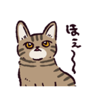 キジトラ猫です（個別スタンプ：10）