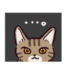 キジトラ猫です（個別スタンプ：13）