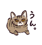 キジトラ猫です（個別スタンプ：18）