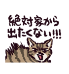 キジトラ猫です（個別スタンプ：22）