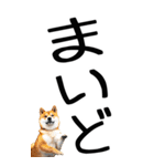 老眼でも見える【関西弁】柴犬（個別スタンプ：2）