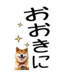 老眼でも見える【関西弁】柴犬（個別スタンプ：3）