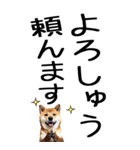 老眼でも見える【関西弁】柴犬（個別スタンプ：5）