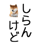 老眼でも見える【関西弁】柴犬（個別スタンプ：6）