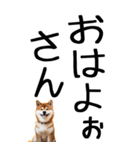 老眼でも見える【関西弁】柴犬（個別スタンプ：9）