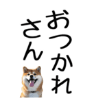 老眼でも見える【関西弁】柴犬（個別スタンプ：10）