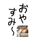 老眼でも見える【関西弁】柴犬（個別スタンプ：12）