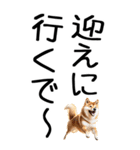 老眼でも見える【関西弁】柴犬（個別スタンプ：15）