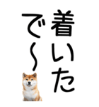 老眼でも見える【関西弁】柴犬（個別スタンプ：16）