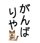 老眼でも見える【関西弁】柴犬（個別スタンプ：18）