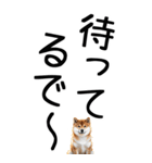 老眼でも見える【関西弁】柴犬（個別スタンプ：19）