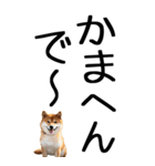 老眼でも見える【関西弁】柴犬（個別スタンプ：20）