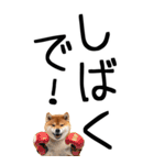 老眼でも見える【関西弁】柴犬（個別スタンプ：21）