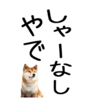 老眼でも見える【関西弁】柴犬（個別スタンプ：23）