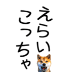 老眼でも見える【関西弁】柴犬（個別スタンプ：24）