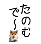 老眼でも見える【関西弁】柴犬（個別スタンプ：25）