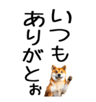 老眼でも見える【関西弁】柴犬（個別スタンプ：26）