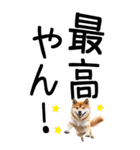 老眼でも見える【関西弁】柴犬（個別スタンプ：27）