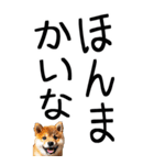 老眼でも見える【関西弁】柴犬（個別スタンプ：30）