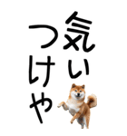 老眼でも見える【関西弁】柴犬（個別スタンプ：31）