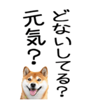 老眼でも見える【関西弁】柴犬（個別スタンプ：33）