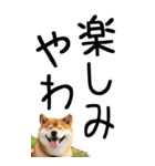 老眼でも見える【関西弁】柴犬（個別スタンプ：34）