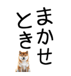 老眼でも見える【関西弁】柴犬（個別スタンプ：35）